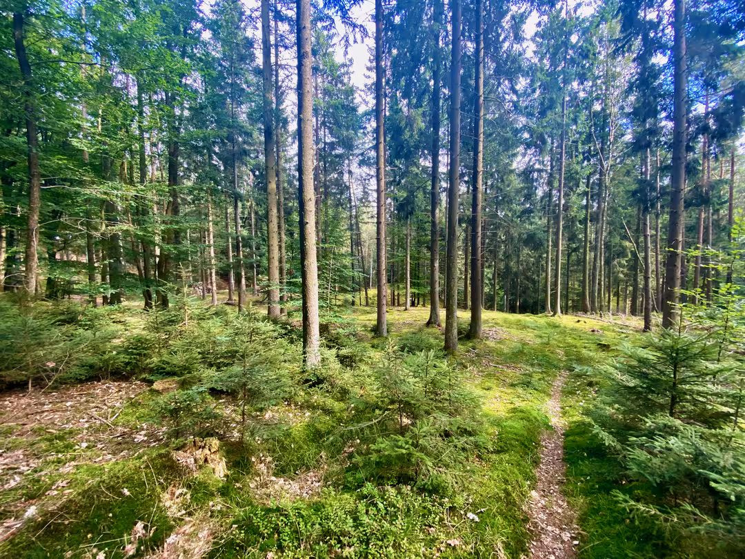 Lysåben skov ved Bjørnholthytten