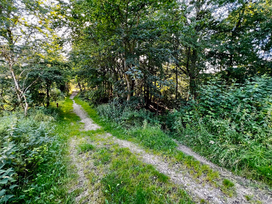 Skovsti gennem den grønne skov ved Bjørnholthytten