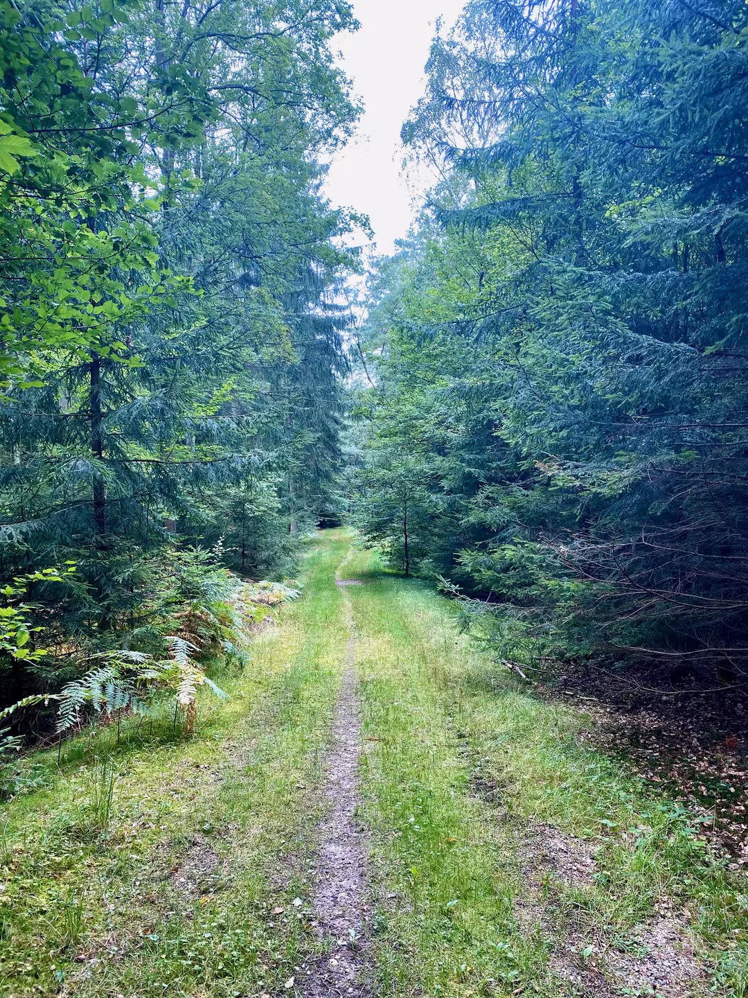 Skovsti i den tætte skov ved Bjørnholthytten